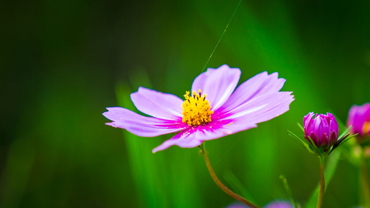 大理才村格桑花