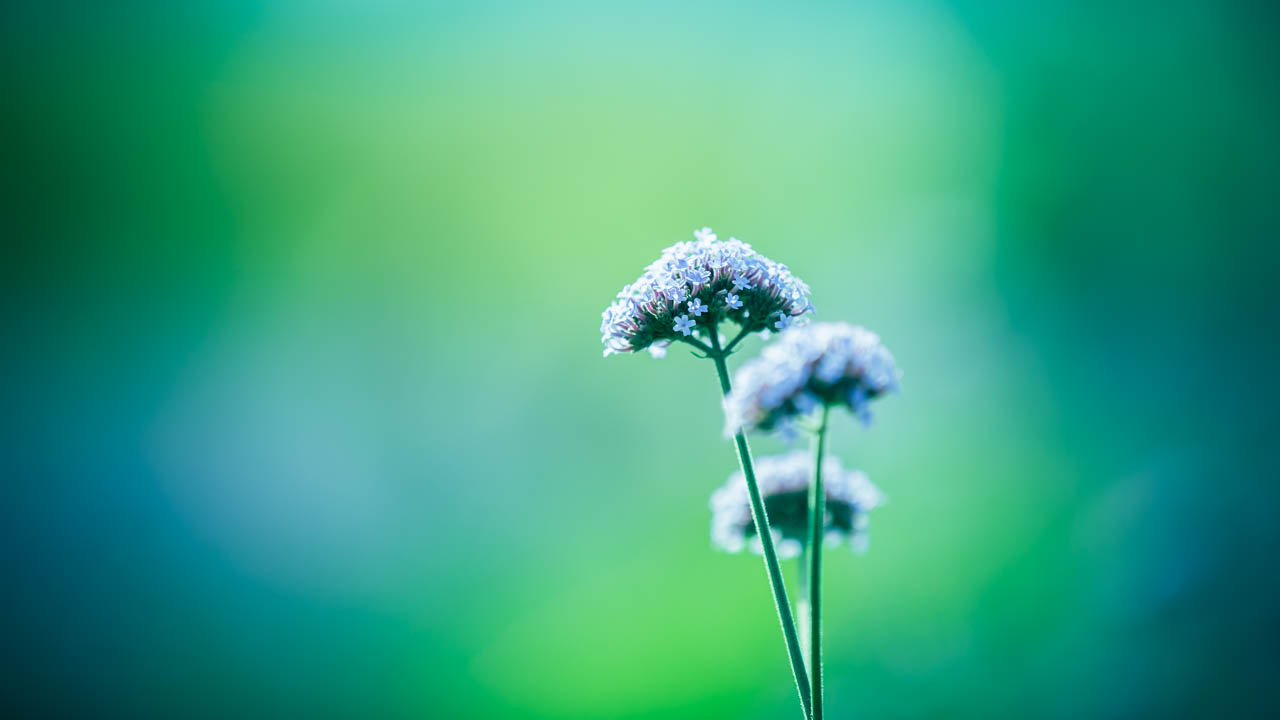 悠夏的花季